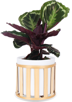 Calathea medallion (Pauwenplant) (S)