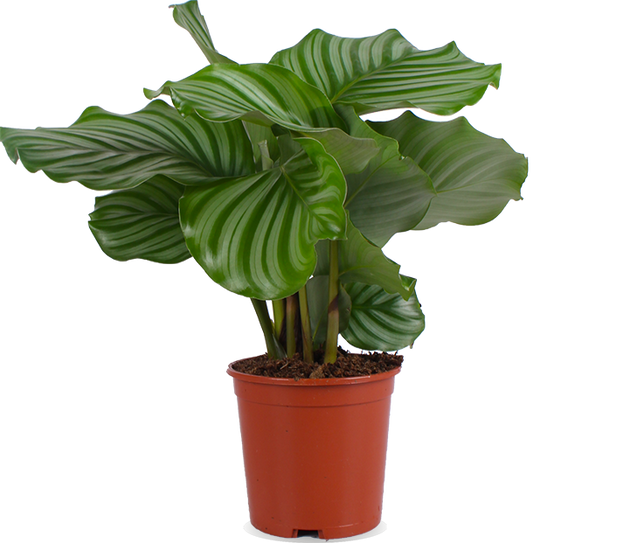 Calathea orbifolia (Pauwenplant) (S)