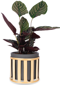 Calathea ornata (Pauwenplant) (M)