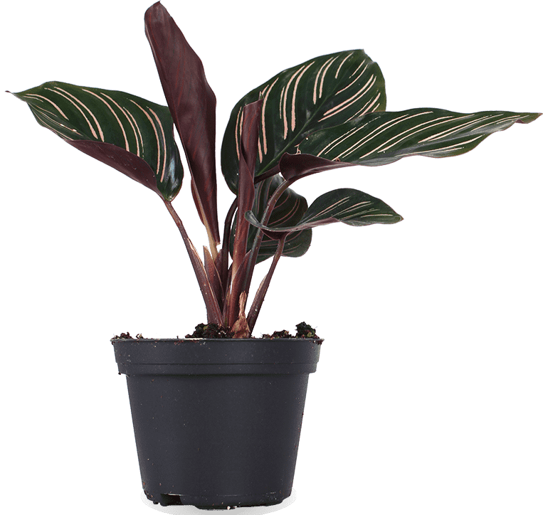 Calathea ornata (Pauwenplant) (XS)