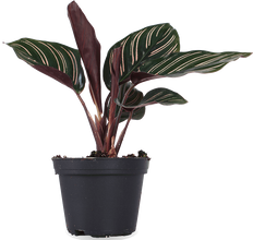 Calathea ornata (Pauwenplant) (XS)