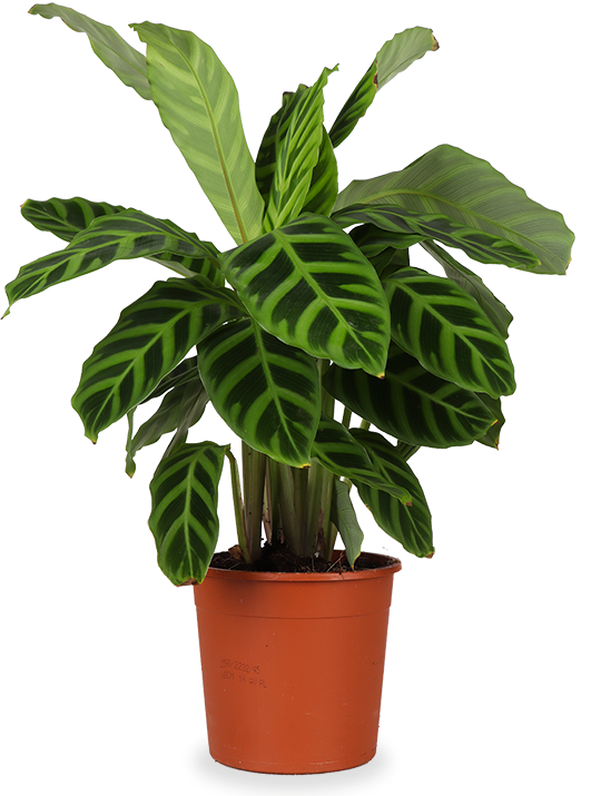 Calathea zebrina (Pauwenplant) (S)