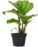 Calathea orbifolia (Pauwenplant) (XS)