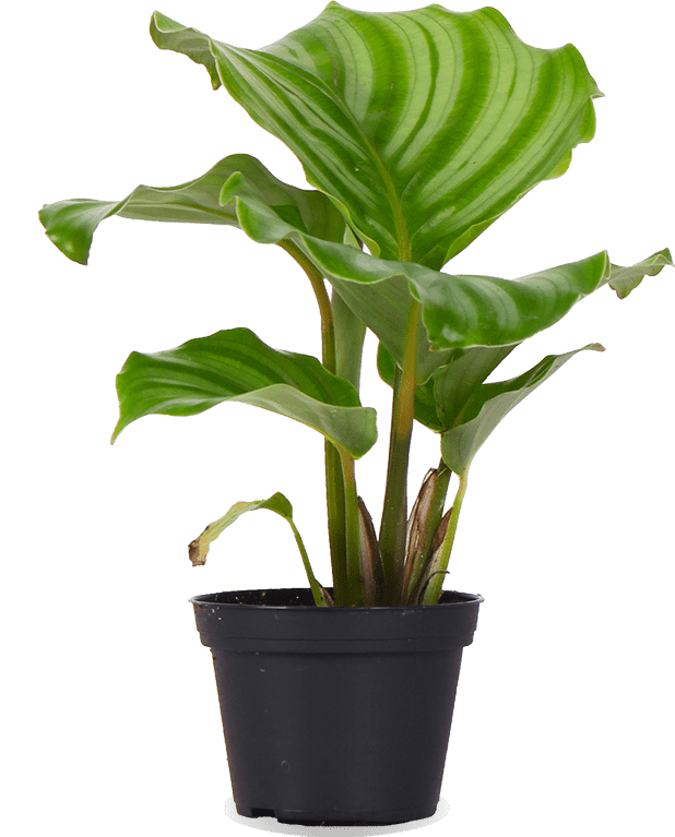 Calathea orbifolia (Pauwenplant) (XS)