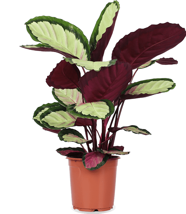 Calathea roseopicta silvia (Pauwenplant) (M)