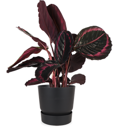 Calathea surprisestar (Pauwenplant) (S)