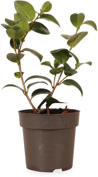 Japanse roos (S) (Camellia jap. "Volunteer")