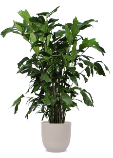 Caryota mitis (Vissenstaartpalm) (XL) (150cm)