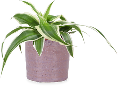 Chlorophytum ocean (Graslelie) (XS)