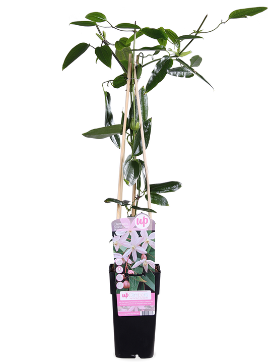 Clematis armandii "apple blossom" (Bosrank) (M)