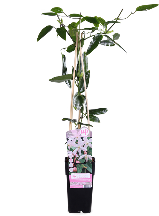 Roze bosrank (M) Clematis armandii "apple blossom"