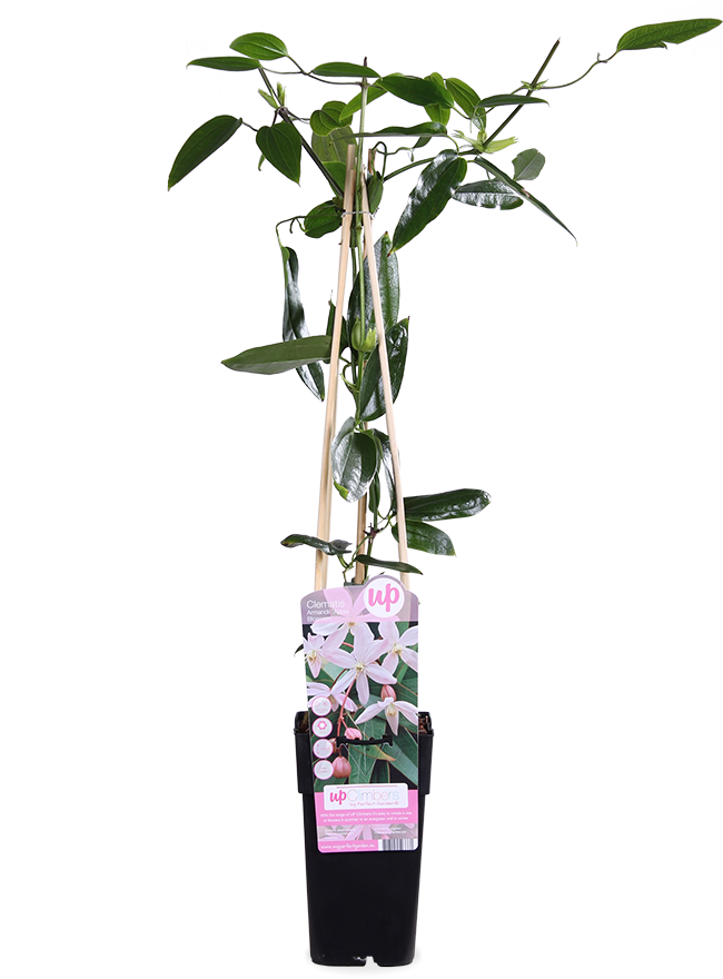 Roze bosrank (M) Clematis armandii "apple blossom"