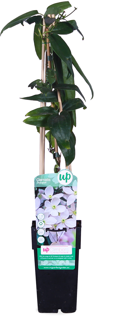 Witte bosrank (M) Clematis armandii