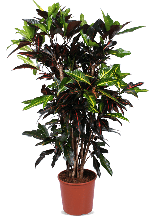 Croton excellent (Wonderplant) (XL)