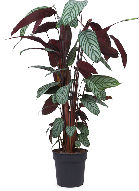 Ctenanthe oppenheimiana (XL)