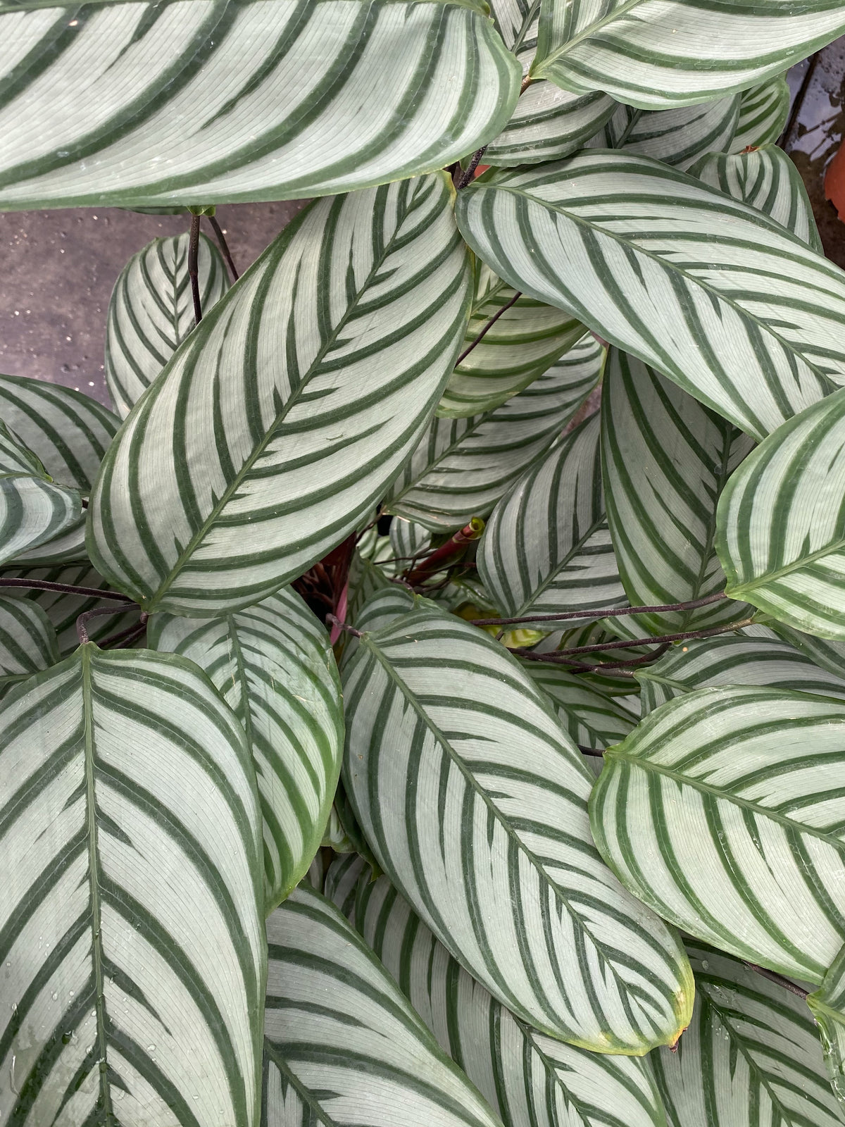 Ctenanthe oppenheimiana (XL) inspiratie 3