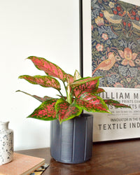 inspiratie-1