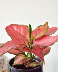 inspiratie-4