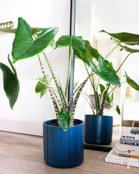 inspiratie-3