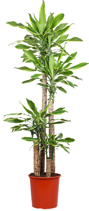 Dracaena golden coast (Drakenbloedboom) (XL)