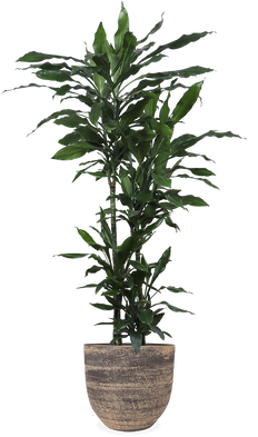 Dracaena Janet Lind (Drakenbloedboom) (XL)