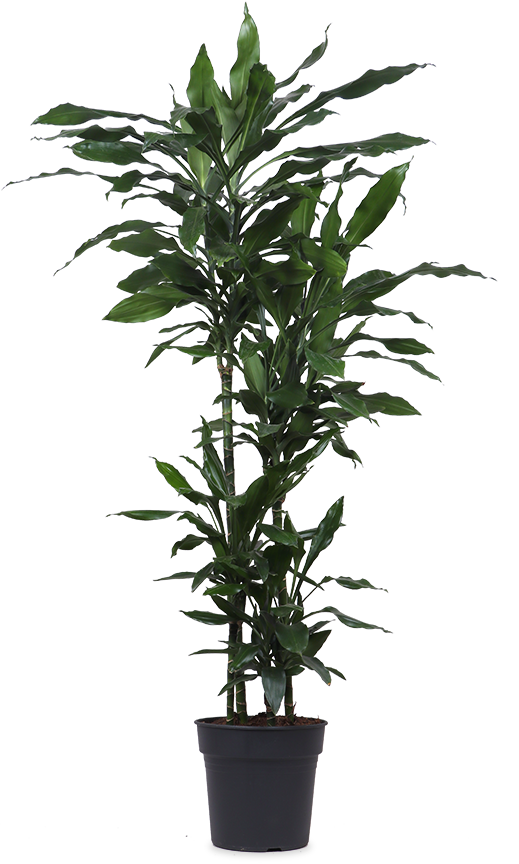 Dracaena Janet Lind (Drakenbloedboom) (XL)