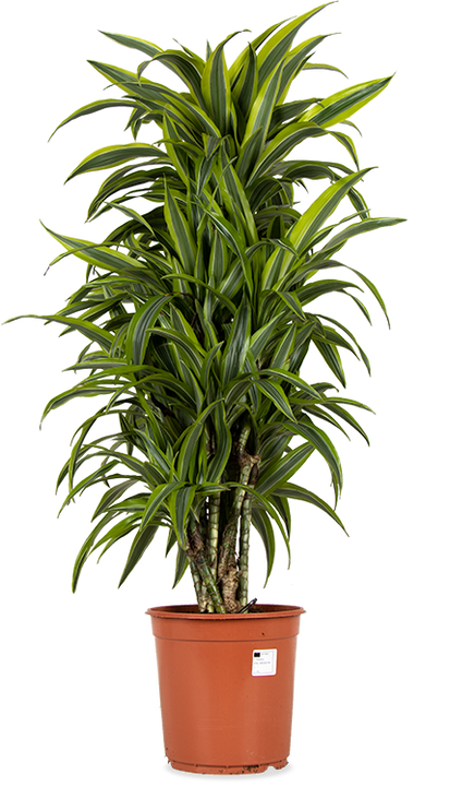 Dracaena lemon lime vertakt (Drakenbloedboom) (L)