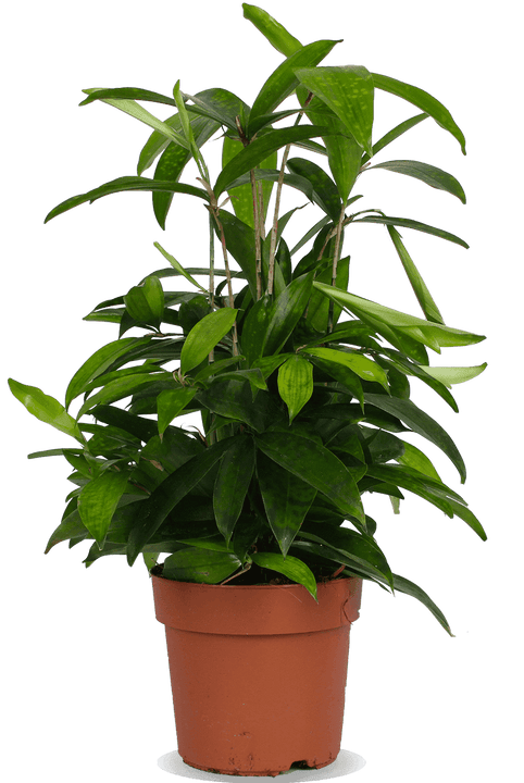 Dracaena surculosa (Drakenbloedboom) (M)