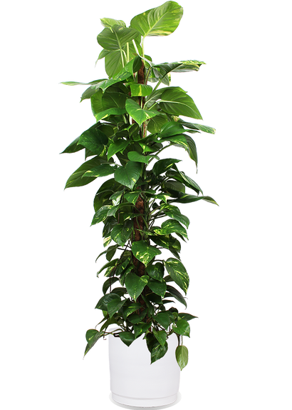 Epipremnum aureum (Drakenklimop) (XL)