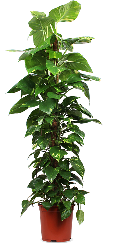 Epipremnum aureum (Drakenklimop) (XL)