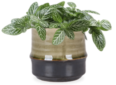Fittonia Verschaffeltii (Mozaiekplantje) (XS)