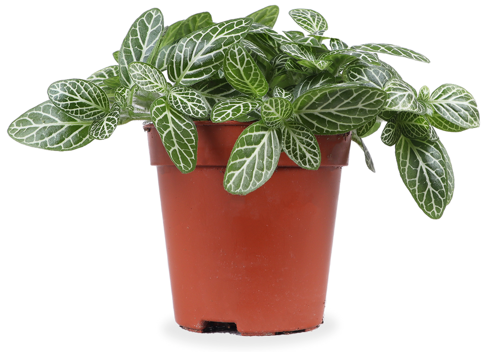 Fittonia Verschaffeltii (Mozaiekplantje) (XS)