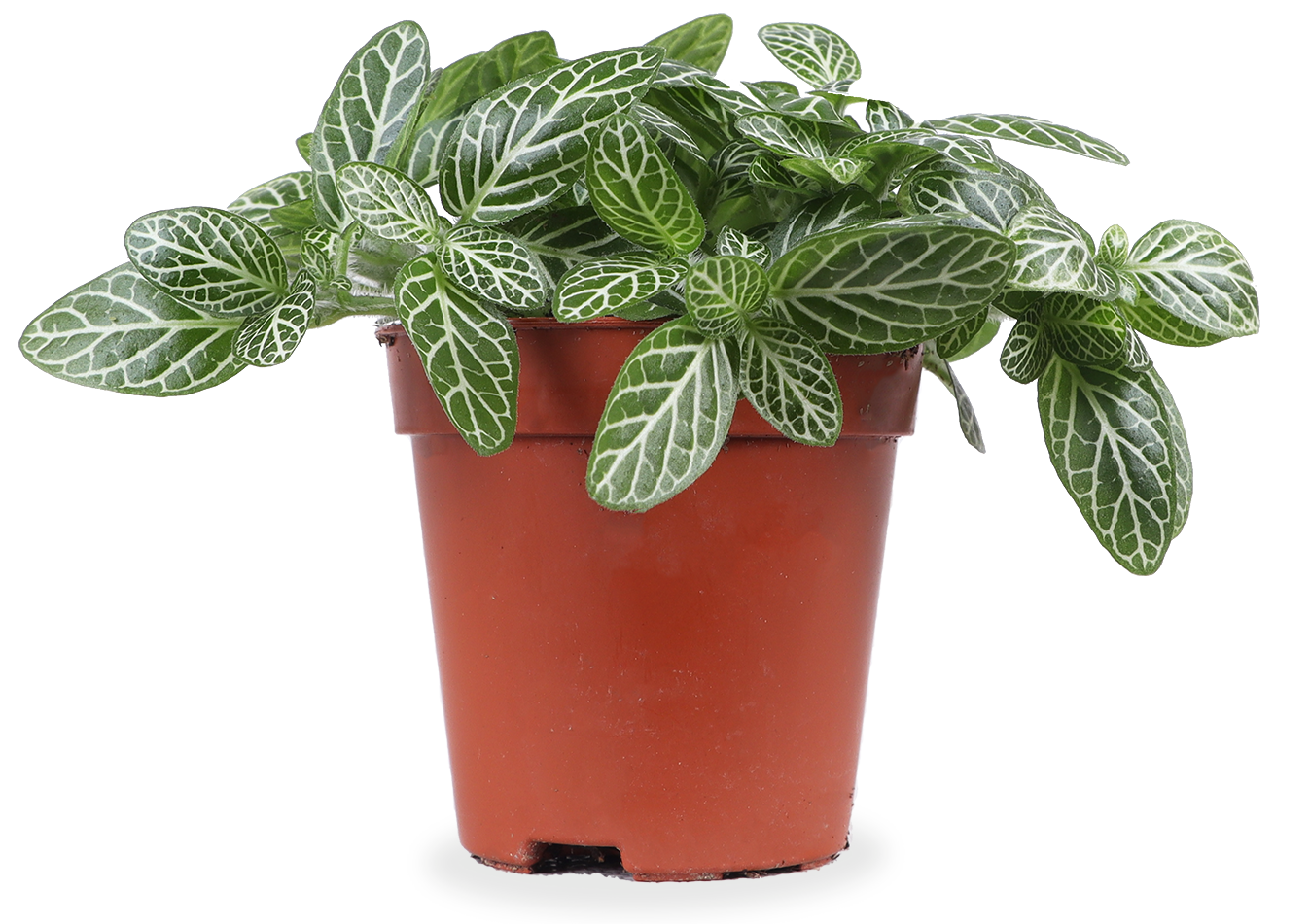 Fittonia Verschaffeltii (Mozaiekplantje) (XS)