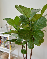 inspiratie-2