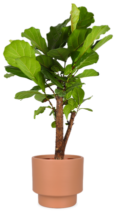 Ficus Lyrata vertakt op stam (Tabaksplant) (L)