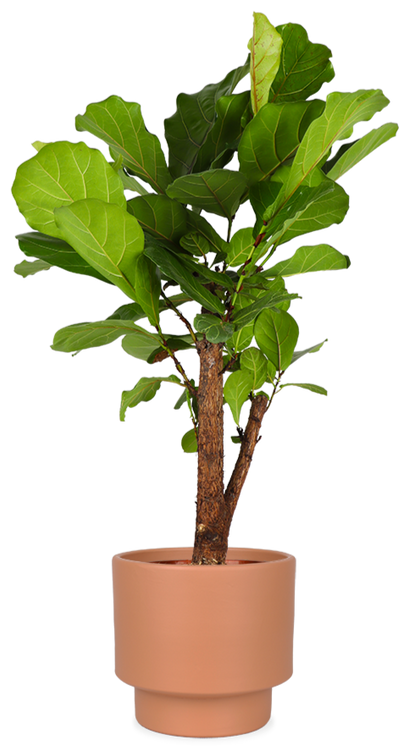 Ficus Lyrata vertakt op stam (Tabaksplant) (L)