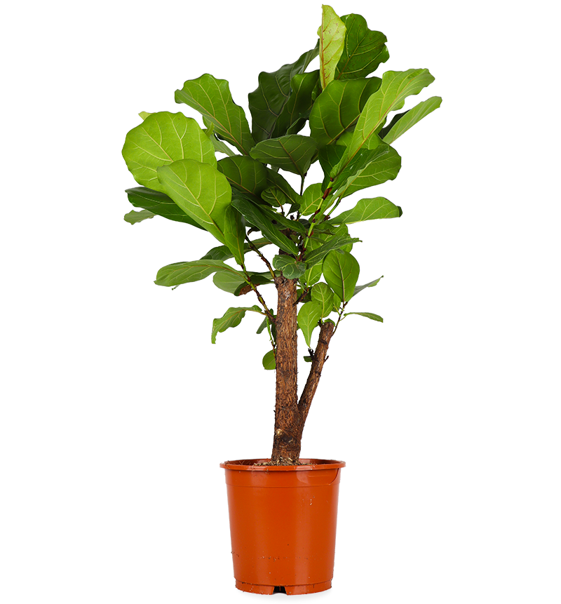 Ficus Lyrata vertakt op stam (Tabaksplant) (L)