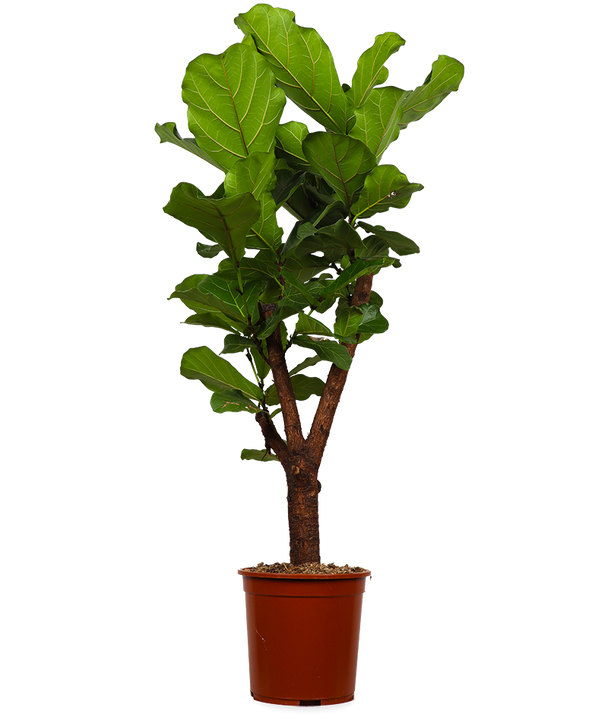 Ficus lyrata vertakt op stam (Tabaksplant) (L)