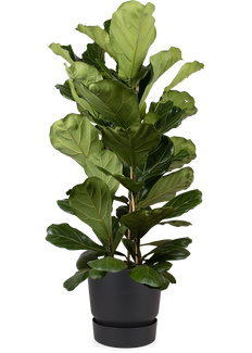 Ficus lyrata (Tabaksplant) (XL)