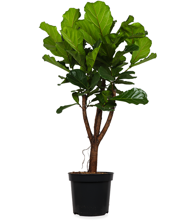 Ficus lyrata vertakt op stam (Tabaksplant) (XL)