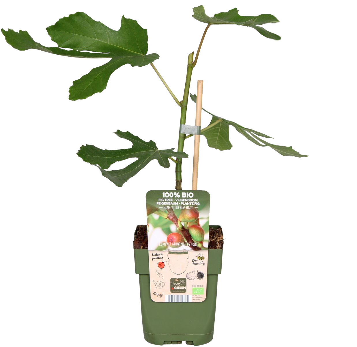 Vijgenboom (Ficus carica)
