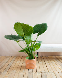 inspiratie-1