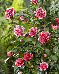 inspiratie-1