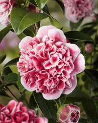 inspiratie-2