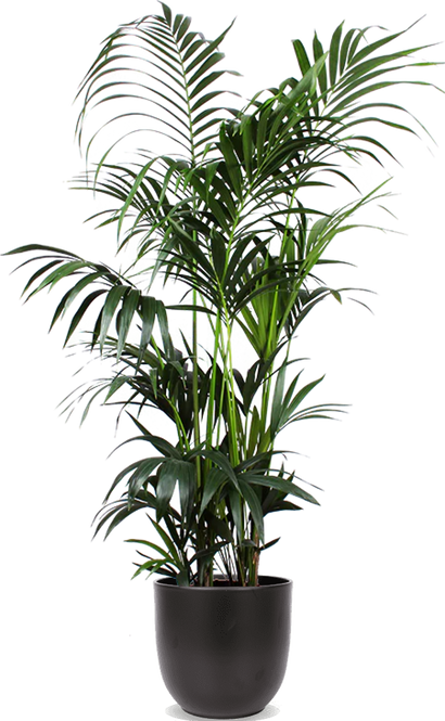 Howea forsteriana (Kentiapalm) (XL)