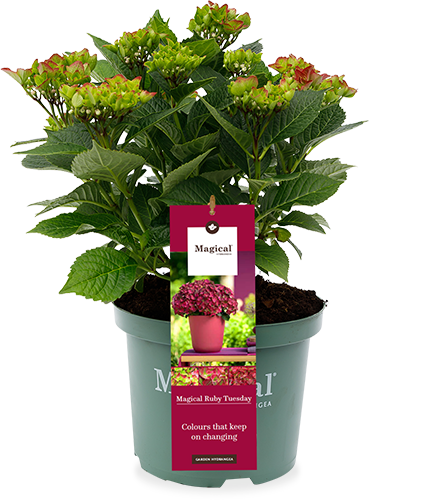 Hydrangea macrophylla "magical red" (Hortensia) (S)