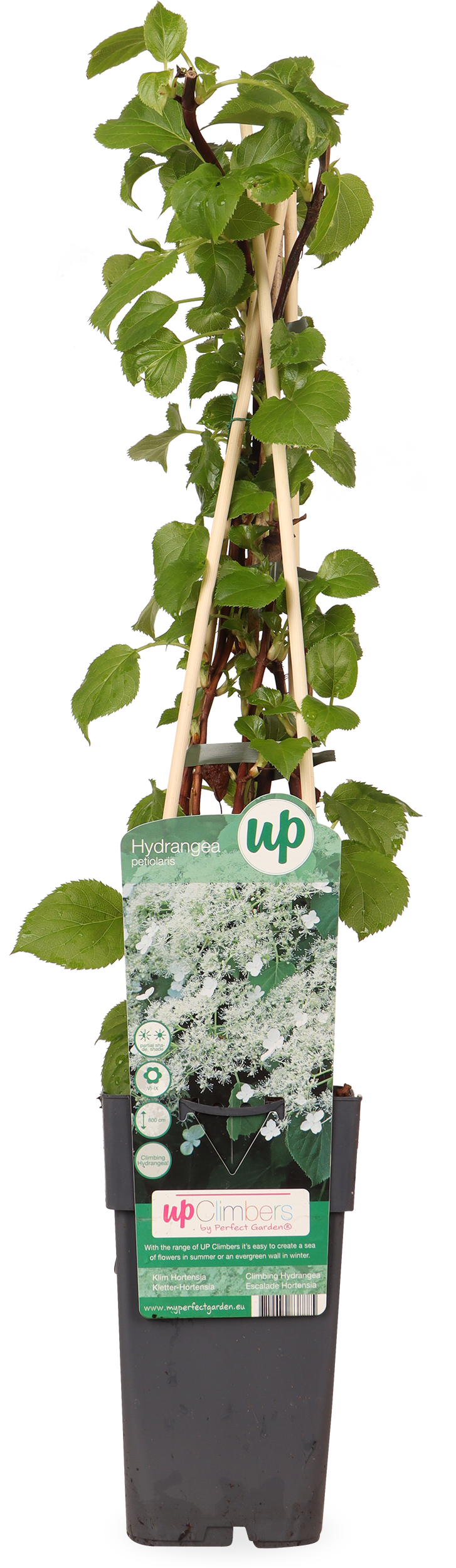 Klimhortensia (M) (Hydrangea petiolaris)