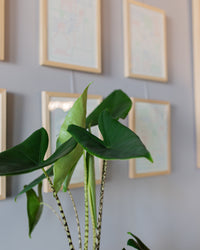 inspiratie-7