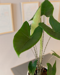 inspiratie-4