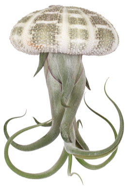 Tillandsia medusa in schelp (Luchtplantje) (XS)